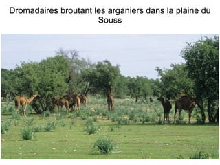Dromadaires broutant les arganiers dans la plaine du Souss 