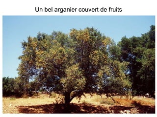Un bel arganier couvert de fruits 