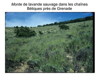 Monte  de lavande sauvage dans les chaînes Bétiques près de Grenade 