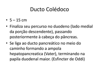 Ducto Colédoco
• 5 – 15 cm
• Finaliza seu percurso no duodeno (lado medial
  da porção descendente), passando
  posteriormente à cabeça do pâncreas.
• Se liga ao ducto pancreático no meio do
  caminho formando a ampola
  hepatopancreatica (Vater), terminando na
  papila duodenal maior. (Esfincter de Oddi)
 