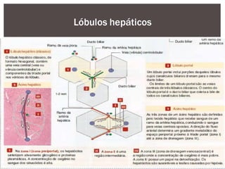 Lóbulos hepáticos
 