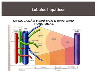 Lóbulos hepáticos
 