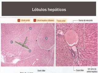 Lóbulos hepáticos
 