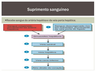 Recebe sangue da artéria hepáticae da veia porta hepática;
Suprimento sanguíneo
 