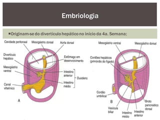 Originam-sedo divertículohepáticono início da 4a. Semana;
Embriologia
 