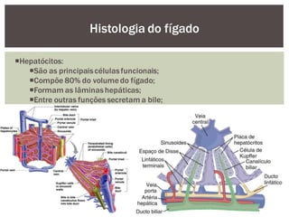 Hepatócitos:
São as principaiscélulasfuncionais;
Compõe 80% do volumedo fígado;
Formam as lâminashepáticas;
Entre outras funções secretam a bile;
Histologia do fígado
 