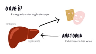 Oqueé?
É o segundo maior orgão do corpo
É dividido em dois lobos
Anatomia
Direito grande
Esquerdo menor
 