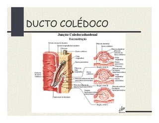 Fígado-e-Vias-biliares.pdf