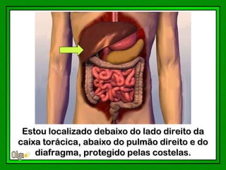 Estou localizado debaixo do lado direito da
caixa torácica, abaixo do pulmão direito e do
    diafragma, protegido pelas costelas.
 
