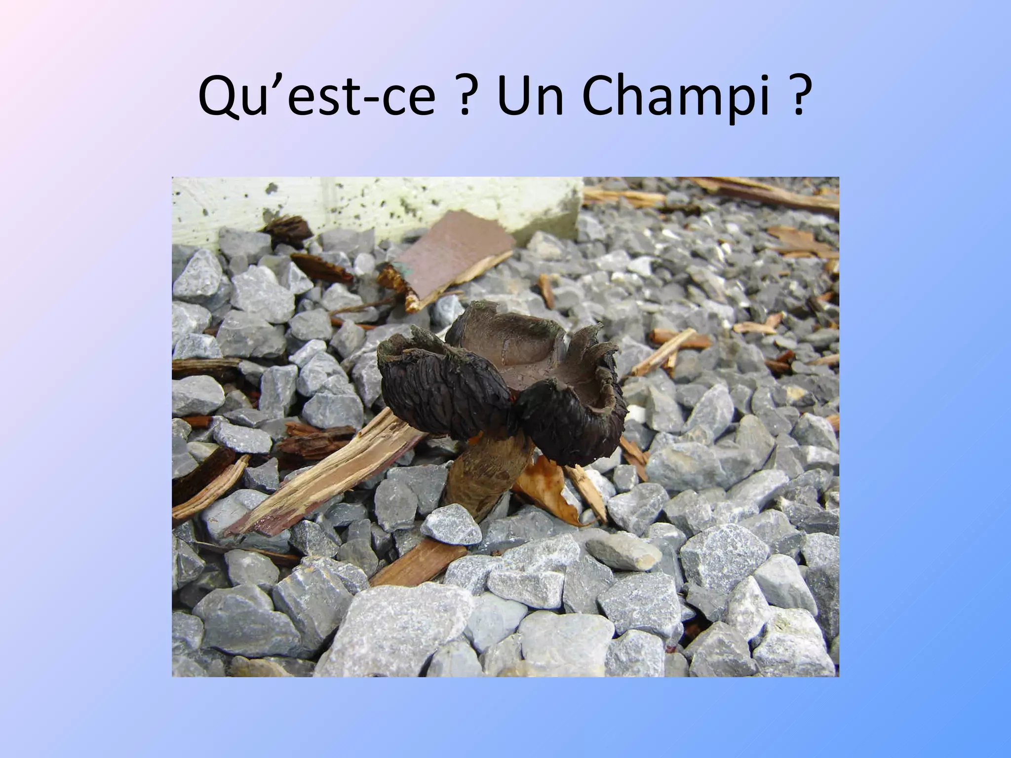 Qu’est-ce ? Un Champi ? 