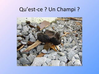 Qu’est-ce ? Un Champi ? 