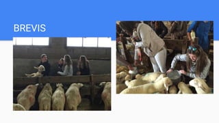 BREVIS
 