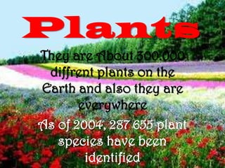 Plants
They are About 300.000
diffrent plants on the
Earth and also they are
everywhere
As of 2004, 287 655 plant
species have been
identified
 