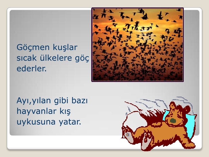 Figen Mesimlersunusu