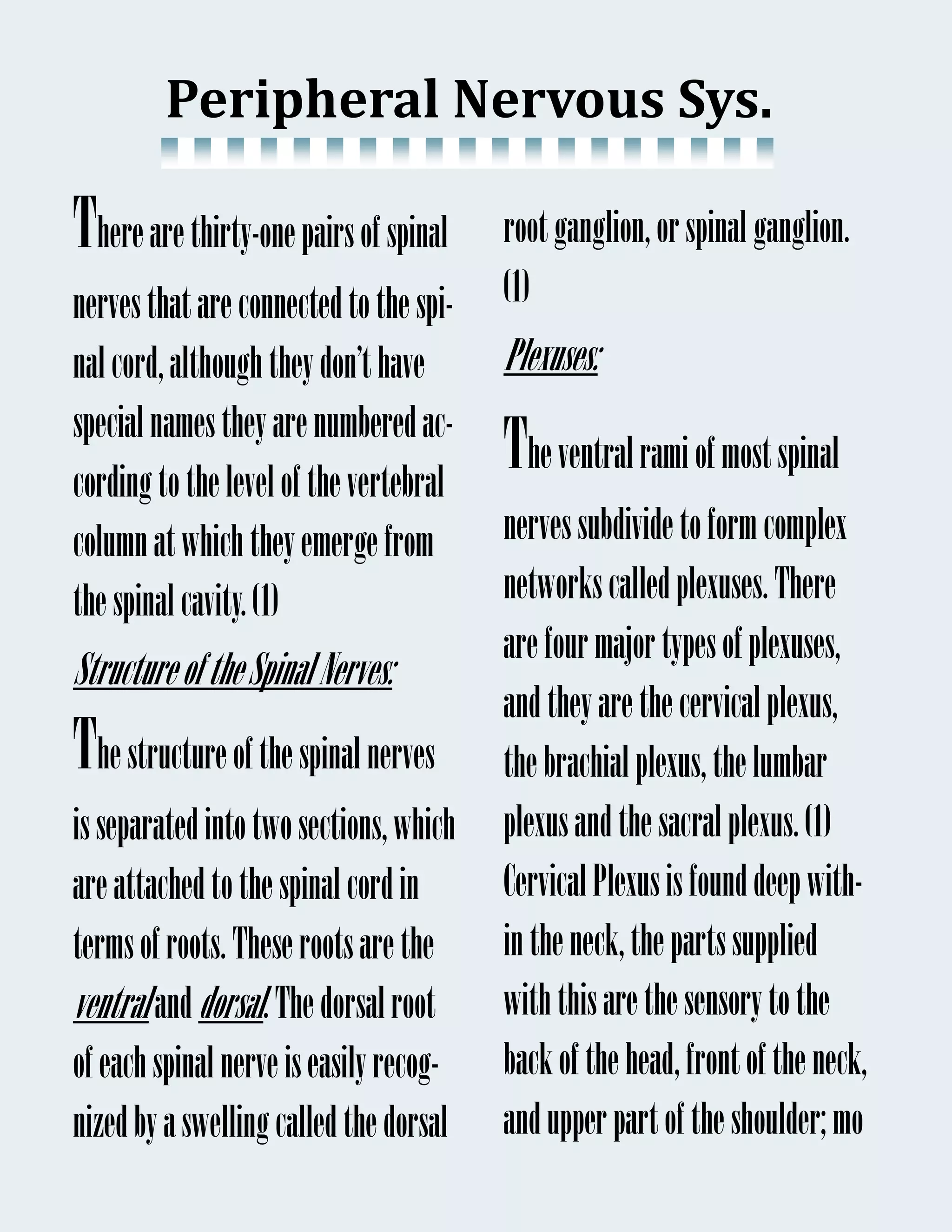 Peripheral	Nervous	Sys.	

There are thirty-one pairs of spinal    root ganglion, or spinal ganglion.
nerves that are connected to the spi-   (1)
nal cord, although they don’t have      Plexuses:
special names they are numbered ac-
cording to the level of the vertebral
                                        The ventral rami of most spinal
column at which they emerge from        nerves subdivide to form complex
the spinal cavity. (1)                  networks called plexuses. There
                                        are four major types of plexuses,
Structure of the Spinal Nerves:
                                        and they are the cervical plexus,
The structure of the spinal nerves      the brachial plexus, the lumbar
is separated into two sections, which   plexus and the sacral plexus. (1)
are attached to the spinal cord in      Cervical Plexus is found deep with-
terms of roots. These roots are the     in the neck, the parts supplied
ventral and dorsal. The dorsal root     with this are the sensory to the
of each spinal nerve is easily recog-   back of the head, front of the neck,
nized by a swelling called the dorsal   and upper part of the shoulder; mo
 