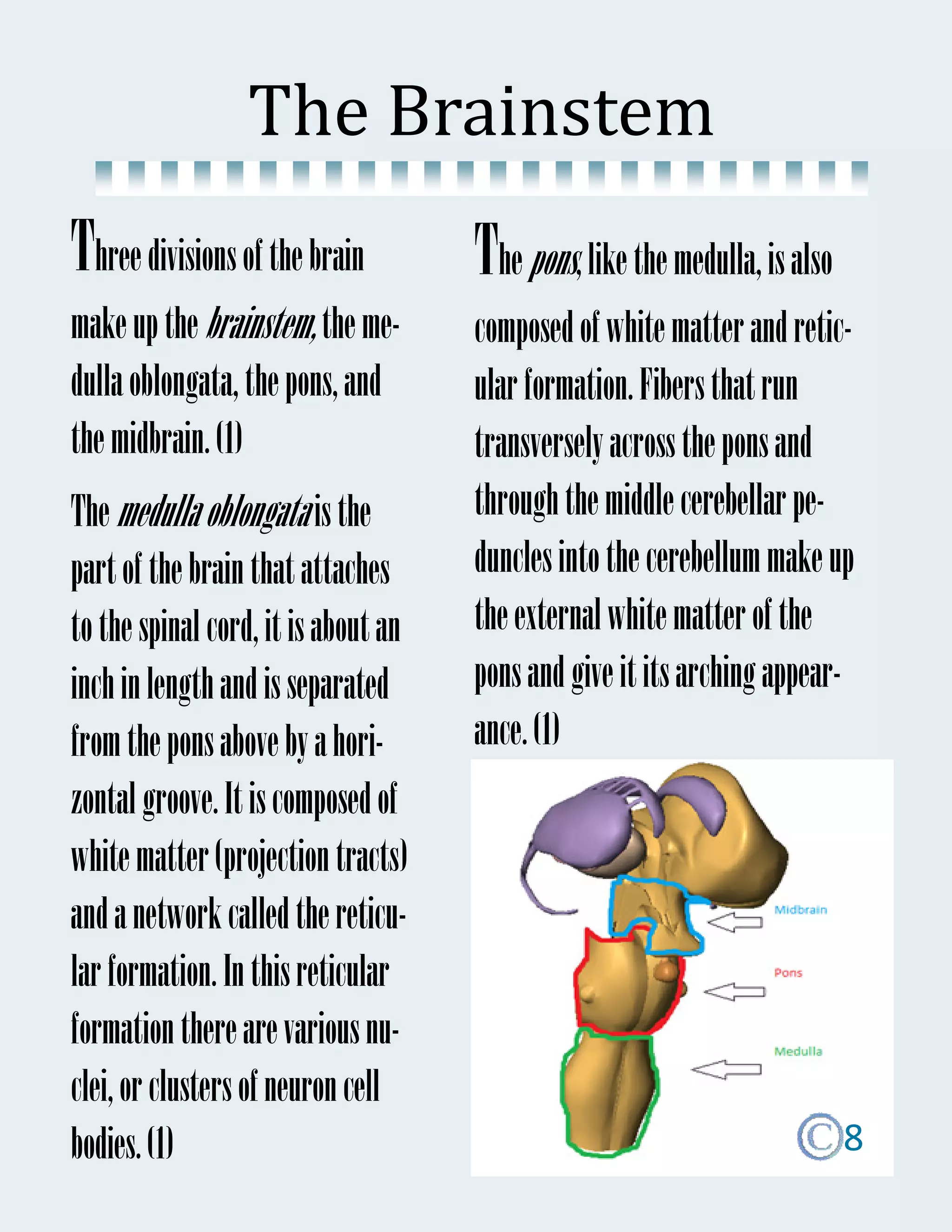 The	Brainstem	
Three divisions of the brain         The pons, like the medulla, is also
make up the brainstem, the me-       composed of white matter and retic-
dulla oblongata, the pons, and       ular formation. Fibers that run
the midbrain. (1)                    transversely across the pons and
The medulla oblongata is the         through the middle cerebellar pe-
part of the brain that attaches      duncles into the cerebellum make up
to the spinal cord, it is about an   the external white matter of the
inch in length and is separated      pons and give it its arching appear-
from the pons above by a hori-       ance. (1)
zontal groove. It is composed of
white matter (projection tracts)
and a network called the reticu-
lar formation. In this reticular
formation there are various nu-
clei, or clusters of neuron cell
bodies. (1)                                                                8
 