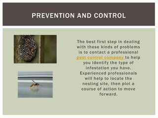 The best first step in dealing with these kinds of problems is to contact a professional pest control company to help you identify the type of infestation you have. Experienced professionals will help to locate the nesting site, then plot a course of action to move forward.Prevention and Control