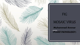 FIG
MOSAIC VIRUS
Muhammad Ammar
(PLANT PATHOLOGY)
 