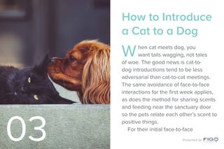 How to Introduce
a Cat to a Dog
When cat meets dog, you
want tails wagging, not tales
of woe. The good news is cat-to-
dog introductions tend to be less
adversarial than cat-to-cat meetings.
The same avoidance of face-to-face
interactions for the first week applies,
as does the method for sharing scents
and feeding near the sanctuary door
so the pets relate each other’s scent to
positive things.
For their initial face-to-face
03 Presented by
 