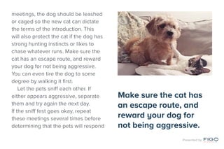 meetings, the dog should be leashed
or caged so the new cat can dictate
the terms of the introduction. This
will also protect the cat if the dog has
strong hunting instincts or likes to
chase whatever runs. Make sure the
cat has an escape route, and reward
your dog for not being aggressive.
You can even tire the dog to some
degree by walking it first.
Let the pets sniff each other. If
either appears aggressive, separate
them and try again the next day.
If the sniff fest goes okay, repeat
these meetings several times before
determining that the pets will respond
Make sure the cat has
an escape route, and
reward your dog for
not being aggressive.
Presented by
 