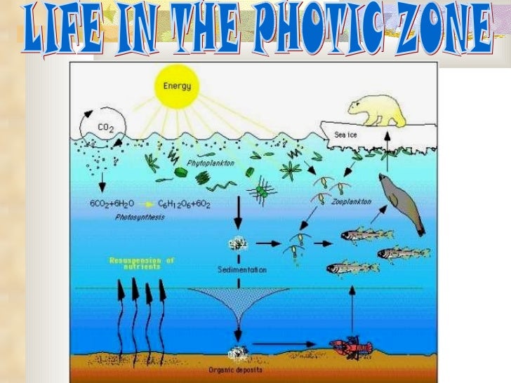 Photosynthesis Ecological Succession Review photosynthesis-ecological-succession-review