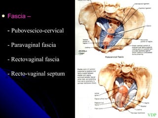 Fascia –  -  Pubovescico-cervical  - Paravaginal fascia - Rectovaginal fascia - Recto-vaginal septum VDP 