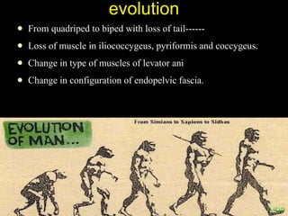 evolution From quadriped to biped with loss of tail------ Loss of muscle in iliococcygeus, pyriformis and coccygeus. Change in type of muscles of levator ani Change in configuration of endopelvic fascia. VDP 