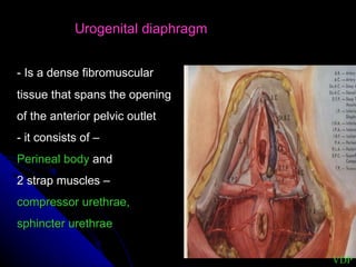 Urogenital diaphragm - Is a dense fibromuscular  tissue that spans the opening  of the anterior pelvic outlet - it consists of – Perineal body  and  2 strap muscles –  compressor urethrae, sphincter urethrae VDP 