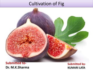 Cultivation of Fig
Submitted to-
Dr. M.K.Sharma
Submitted by-
KUMARI LATA
 