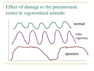 Chemical and neural regulation of respiration | PPT