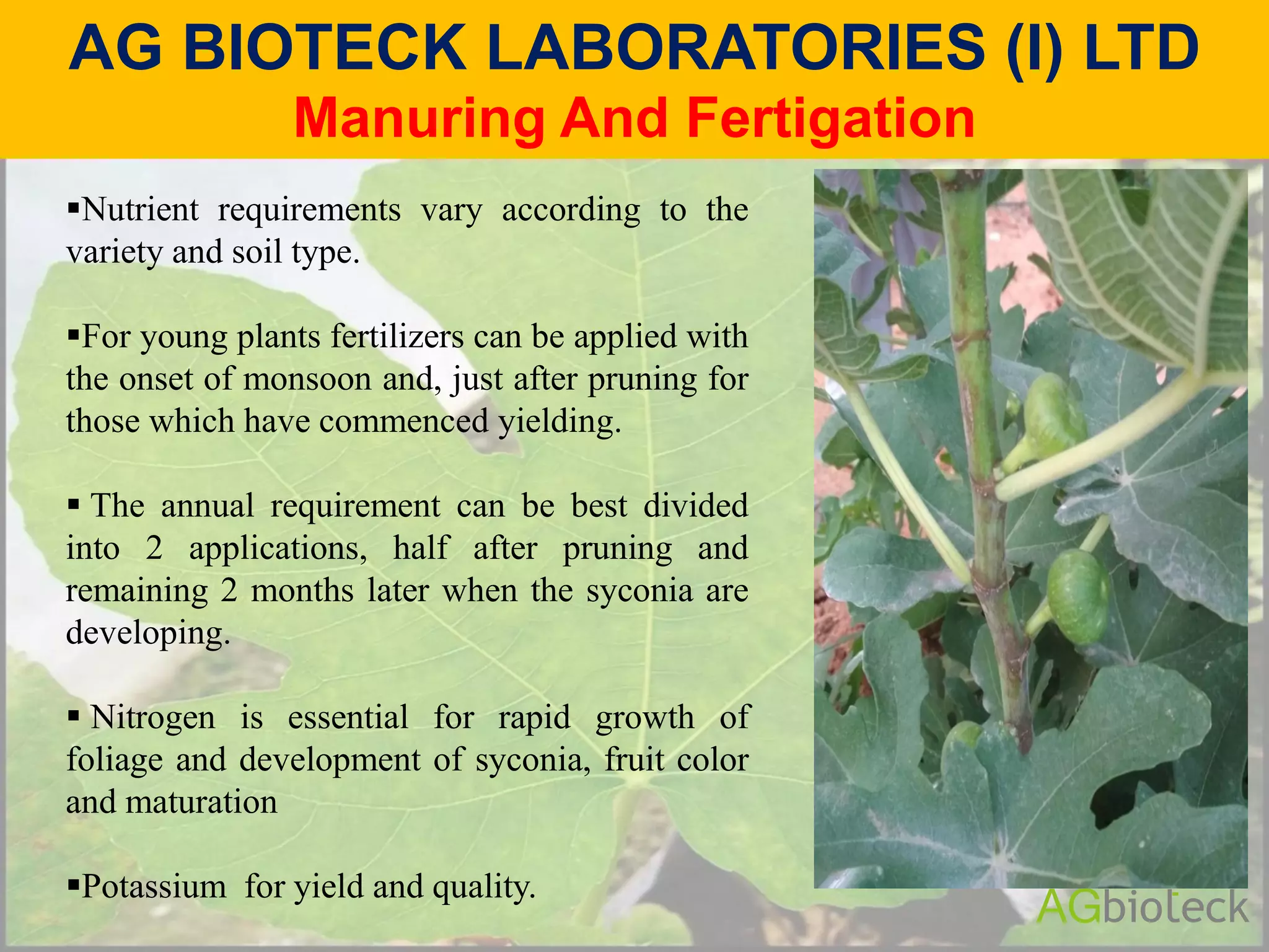 Fig (Ficus carica) Tissue culture Plants from AG Bioteck | PDF