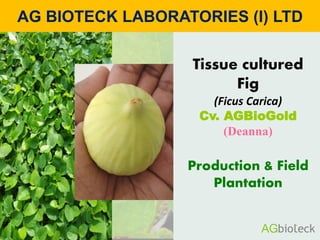 AG BIOTECK LABORATORIES (I) LTD
Tissue cultured
Fig
(Ficus Carica)
Cv. AGBioGold
(Deanna)
Production & Field
Plantation
 