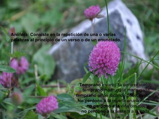 Anáfora: Consiste en la repetición de una o varias
palabras al principio de un verso o de un enunciado.
Temprano levantó lla uerte el vuelo,
temprano madrugó la madrugada,
temprano estás rodando por el suelo.
No perdono a la muerte enamorada,
no perdono a la vida desatenta,
no perdono a la tierra ni a la nada.
 