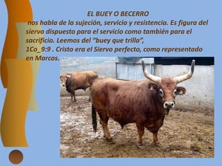 EL BUEY O BECERRO
nos habla de la sujeción, servicio y resistencia. Es figura del
siervo dispuesto para el servicio como también para el
sacrificio. Leemos del “buey que trilla”,
1Co_9:9 . Cristo era el Siervo perfecto, como representado
en Marcos.
 