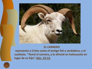 EL CARNERO
representa a Cristo como el testigo fiel y verdadero, y el
sustituto. “Tomó el carnero, y lo ofreció en holocausto en
lugar de su hijo”, Gén_22:13.
 