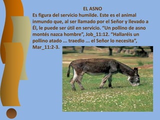 EL ASNO
Es figura del servicio humilde. Este es el animal
inmundo que, al ser llamado por el Señor y llevado a
Él, le puede ser útil en servicio. “Un pollino de asno
montés nazca hombre”, Job_11:12. “Hallaréis un
pollino atado ... traedlo ... el Señor lo necesita”,
Mar_11:2-3.
 