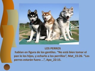LOS PERROS
hablan en figura de los gentiles. “No está bien tomar el
pan le los hijos, y echarlo a los perrillos”, Mat_15:26. “Los
perros estarán fuera ...”, Apo_22:15.
 