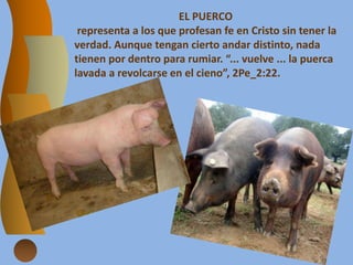 EL PUERCO
representa a los que profesan fe en Cristo sin tener la
verdad. Aunque tengan cierto andar distinto, nada
tienen por dentro para rumiar. “... vuelve ... la puerca
lavada a revolcarse en el cieno”, 2Pe_2:22.
 