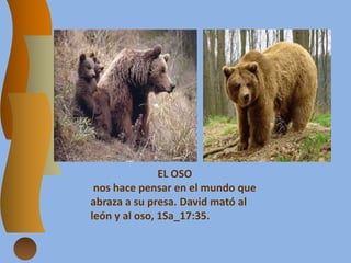EL OSO
nos hace pensar en el mundo que
abraza a su presa. David mató al
león y al oso, 1Sa_17:35.
 