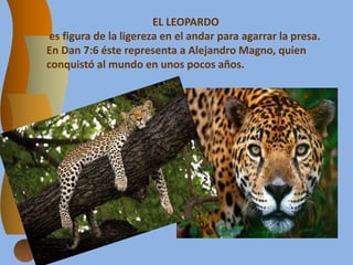 EL LEOPARDO
es figura de la ligereza en el andar para agarrar la presa.
En Dan 7:6 éste representa a Alejandro Magno, quien
conquistó al mundo en unos pocos años.
 