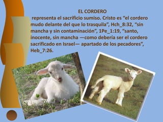 EL CORDERO
representa el sacrificio sumiso. Cristo es “el cordero
mudo delante del que lo trasquila”, Hch_8:32, “sin
mancha y sin contaminación”, 1Pe_1:19, “santo,
inocente, sin mancha —como debería ser el cordero
sacrificado en Israel— apartado de los pecadores”,
Heb_7:26.
 