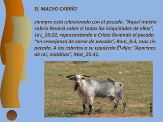EL MACHO CABRÍO
siempre está relacionado con el pecado. “Aquel macho
cabrío llevará sobre sí todas las iniquidades de ellos”,
Lev_16:22, representando a Cristo llevando el pecado
“en semejanza de carne de pecado”, Rom_8:3, mas sin
pecado. A los cabritos a su izquierda Él dijo: “Apartaos
de mí, malditos”, Mat_25:41.
 