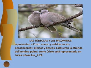 LAS TÓRTOLAS Y LOS PALOMINOS
representan a Cristo manso y sufrido en sus
pensamientos, afectos y deseos. Estas eran la ofrenda
del hombre pobre, como Cristo está representado en
Lucas; véase Luc_2:24.
 