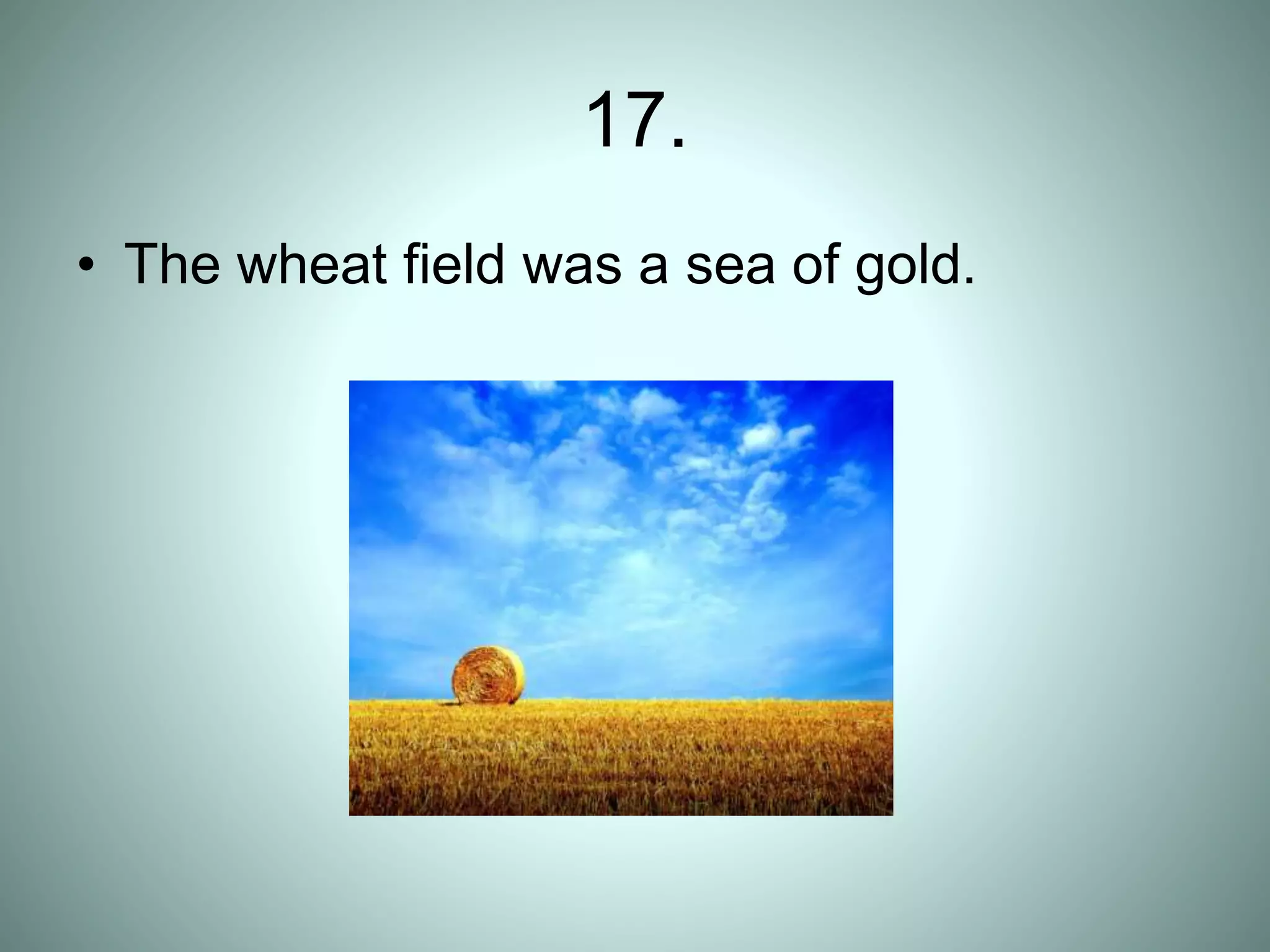 17.
• The wheat field was a sea of gold.
 