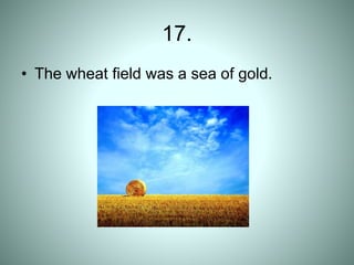 17.
• The wheat field was a sea of gold.
 