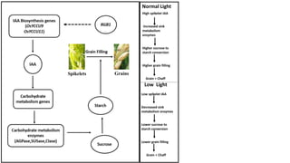 Normal Light
Low Light
High spikelet IAA
Increased sink
metabolism
enzymes
Higher sucrose to
starch conversion
Higher grain filling
Grain > Chaff
Low spikelet IAA
Decreased sink
metabolism enzymes
Lower sucrose to
starch conversion
Lower grain filling
Grain < Chaff
Spikelets Grains
 
