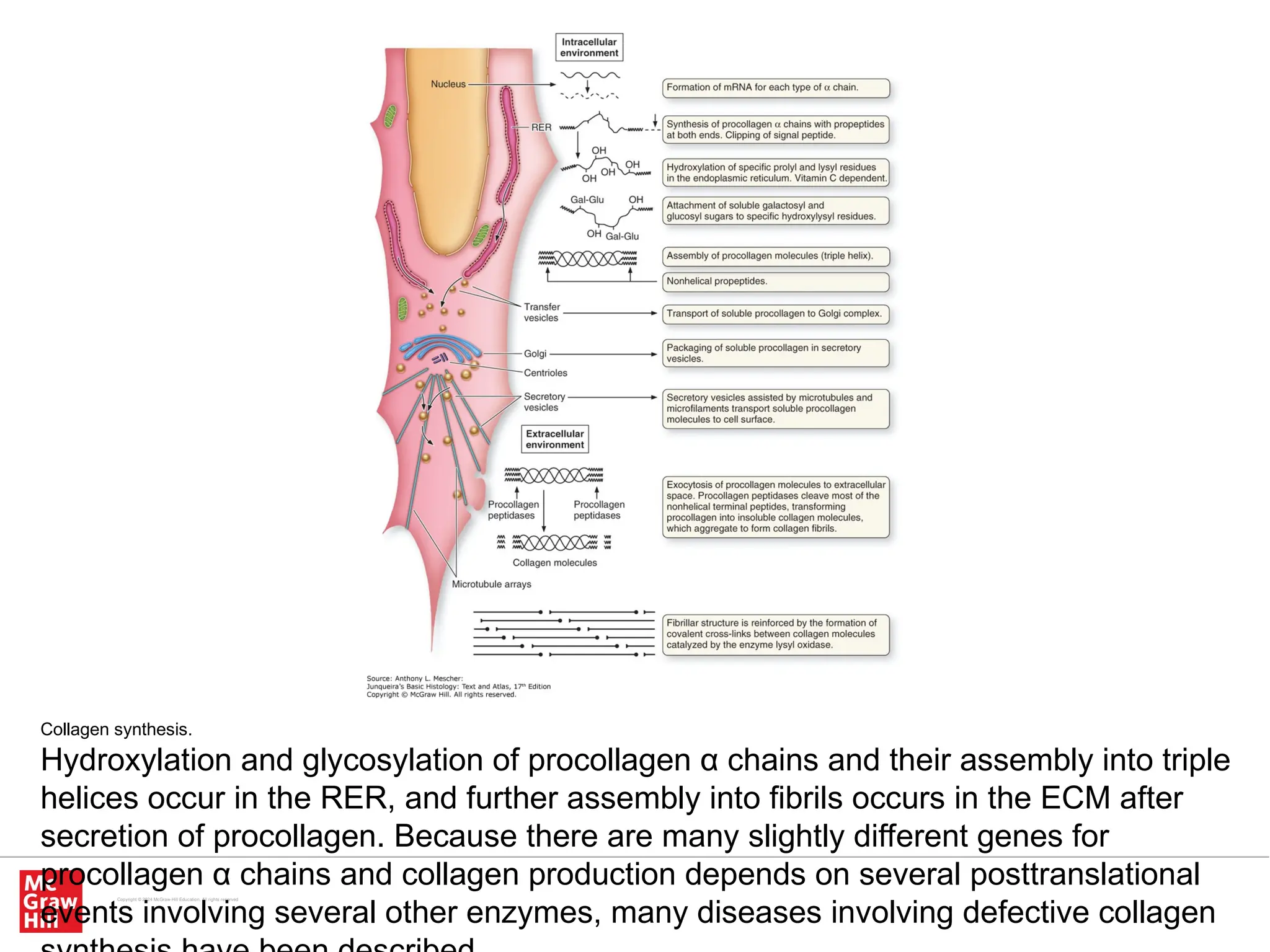 Powerpoint Synthesis of collegen - Histology diagram | PPT
