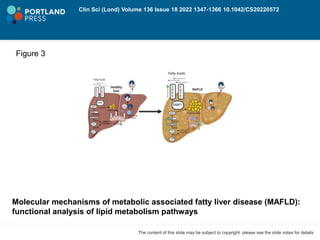 Clin Sci (Lond) Volume 136 Issue 18 2022 1347-1366 10.1042/CS20220572
The content of this slide may be subject to copyright: please see the slide notes for details
Molecular mechanisms of metabolic associated fatty liver disease (MAFLD):
functional analysis of lipid metabolism pathways
Figure 3
 