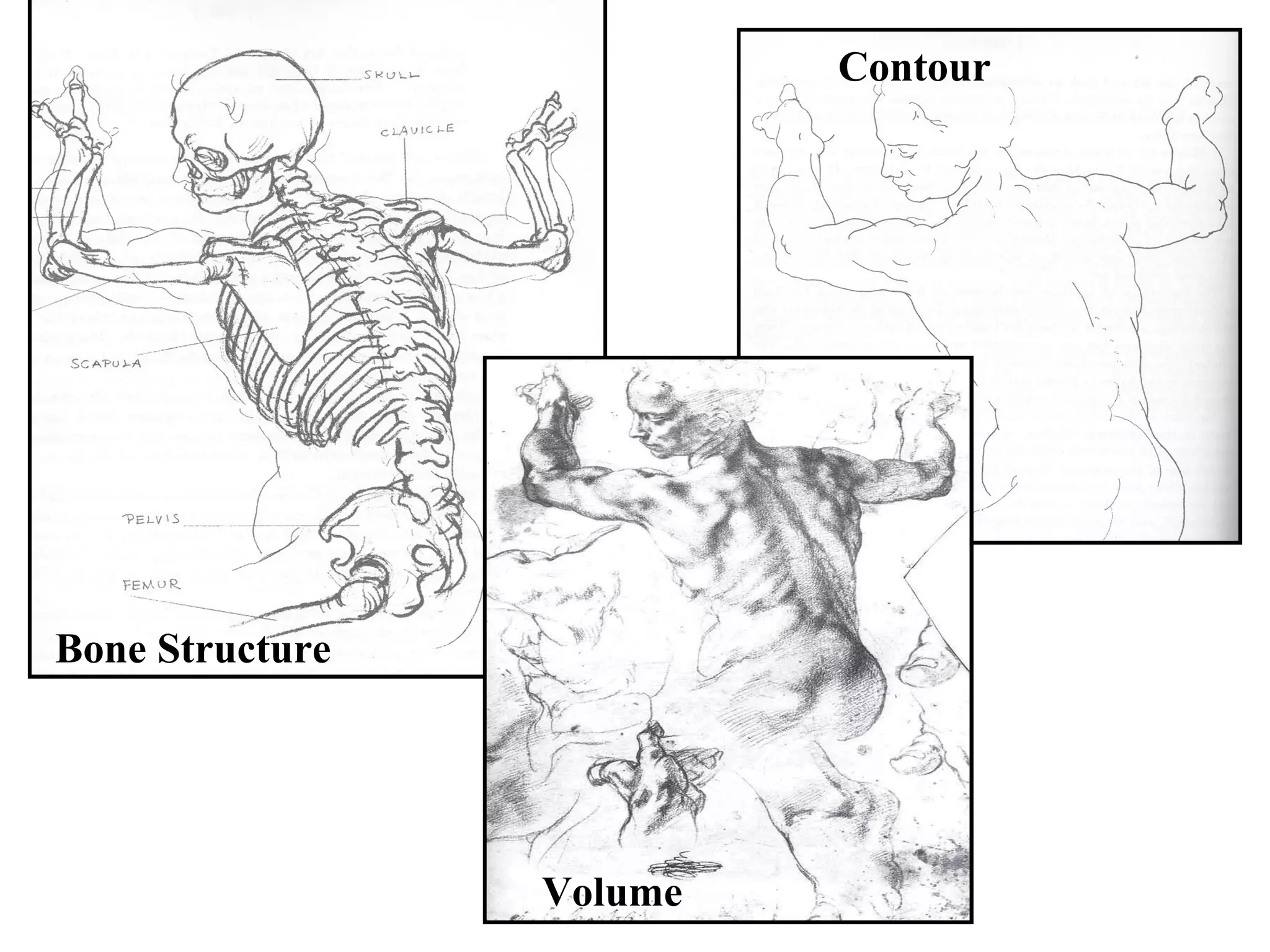 Contour

Bone Structure

Volume

 