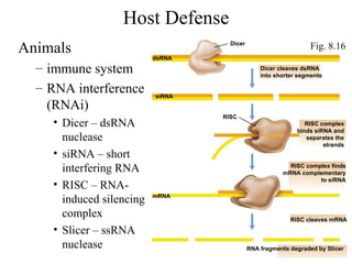 Host Defense ,[object Object],[object Object],[object Object],[object Object],[object Object],[object Object],[object Object],Dicer siRNA mRNA RISC dsRNA Dicer cleaves dsRNA into shorter segments RNA fragments degraded by Slicer RISC cleaves mRNA RISC complex finds mRNA complementary to siRNA RISC complex binds siRNA and separates the strands Fig. 8.16 